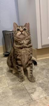 Rescue Domestic Short Hair Cats for Adoption in San Jose, California - Melba | PetCurious