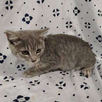 Mad Dash -  Domestic Short Hair Cat for Adoption in Coos Bay, Oregon - Mad Dash | PetCurious