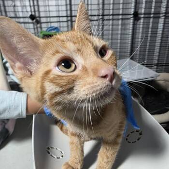 Wrangler -  Domestic Short Hair Cat Available for Adoption in TIMBERCRK CYN, Texas - Wrangler | PetCurious