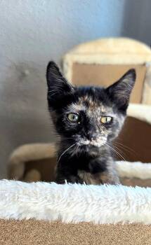 Kenya -  Domestic Short Hair Cat for Adoption in Pendleton, Oregon - Kenya | PetCurious