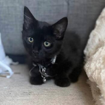 Chorizo -  Domestic Short Hair Cat for Adoption in Estacada, Oregon - Chorizo | PetCurious