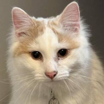 Katman -  Domestic Medium Hair Cat for Adoption in Lansing, Michigan - Katman | PetCurious