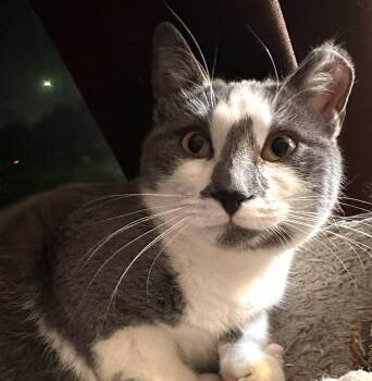 Domestic Short Hair Cats Available for Adoption - Grayson 0325 Bonded W/Nina | PetCurious