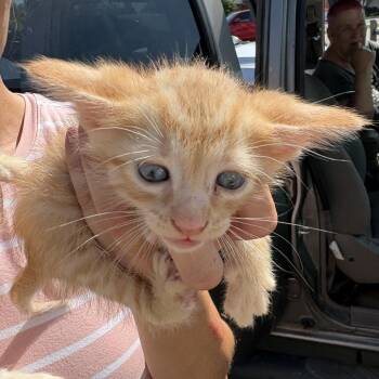 Henry -  Domestic Short Hair Cat for Adoption in Hackett, Arkansas - Henry | PetCurious