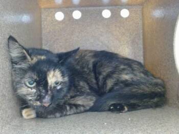 SILLY -  Domestic Short Hair Cat for Adoption in Orlando, Florida - SILLY | PetCurious