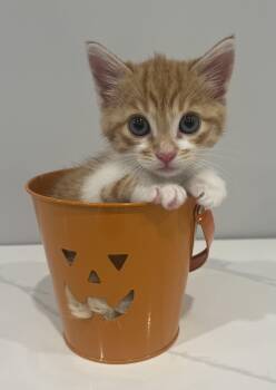 Rescue Domestic Short Hair Cats for Adoption in Chicago, Illinois - Bailey | PetCurious