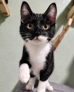 Sprinkles -  Domestic Short Hair Cat for Adoption in Labelle, Florida - Sprinkles | PetCurious
