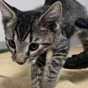 Clue -  Domestic Short Hair Cat for Adoption in Austin, Texas - Clue | PetCurious