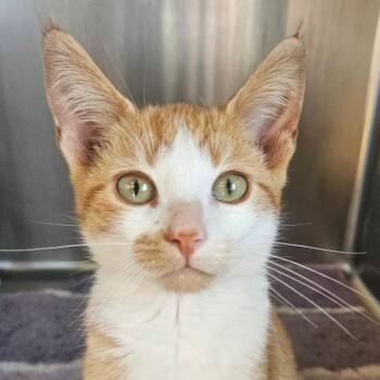 Bubbles -  Domestic Short Hair Cat for Adoption in Barron, Wisconsin - Bubbles | PetCurious