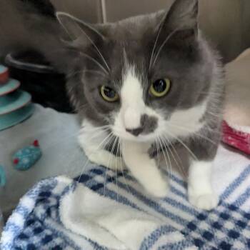 Bella Blue -  Domestic Medium Hair Cat for Adoption - Bella Blue | PetCurious
