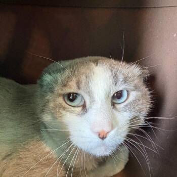 Siamese and Domestic Short Hair Cats Available for Adoption in West Des Moines, Iowa - Cheenoh | PetCurious