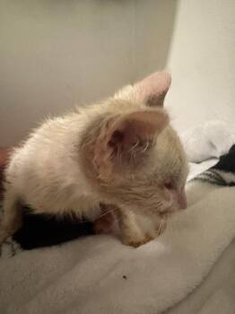 Siamese and Domestic Short Hair Cats Available for Adoption in New Braunfels, Texas - Lynxy | PetCurious