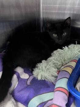 Iago -  Domestic Short Hair Cat for Adoption in Houston, Texas - Iago | PetCurious
