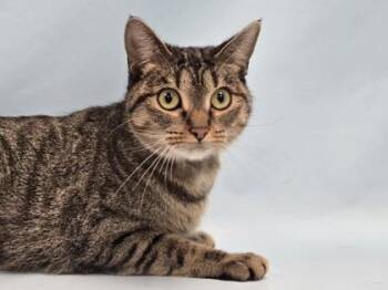 Big Kitty -  Domestic Short Hair Cat for Adoption in Minneapolis, Minnesota - Big Kitty | PetCurious
