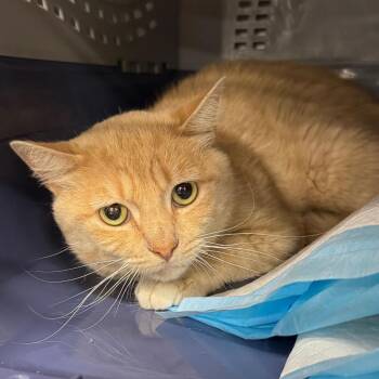 Stroganoff -  Domestic Short Hair Cat for Adoption in Salt Lake City, Utah - Stroganoff | PetCurious