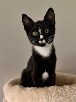 Gracie (3042) -  Domestic Short Hair Cat for Adoption in Zephyrhills, Florida - Gracie (3042) | PetCurious