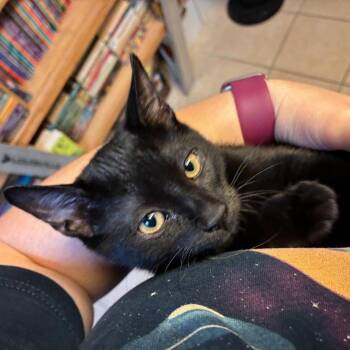 Dolphin-e -  Domestic Short Hair Cat for Adoption in San Antonio, Texas - Dolphin-e | PetCurious