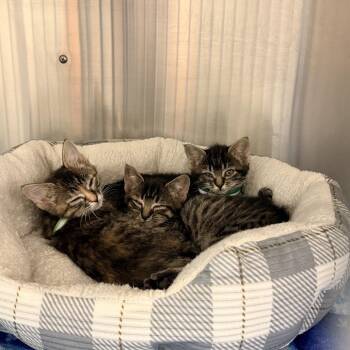 Leia Estes -  Domestic Medium Hair Cat Available for Adoption in Eagle Mountain, Utah - Leia Estes | PetCurious