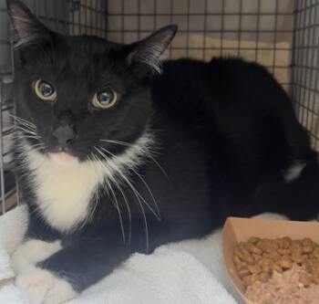 Rescue Domestic Short Hair Cats for Adoption in Honolulu, Hawaii - Milo | PetCurious