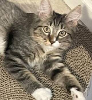 Cinnamon Roll -  Tabby Cat for Adoption in Phoenix, Arizona - Cinnamon Roll | PetCurious