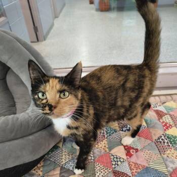 Feeney *Meet me at Eagan Petsmart* -  Domestic Short Hair Cat for Adoption in Buffalo, Minnesota - Feeney *Meet Me At Eagan Petsmart* | PetCurious