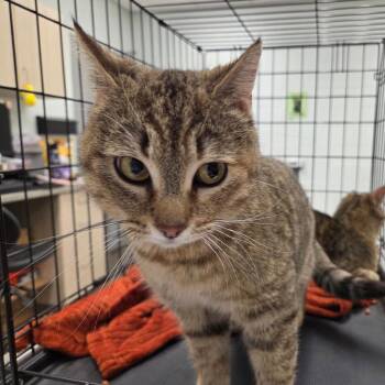 Hera (Kenya) -  Domestic Short Hair Cat Available for Adoption in Chattanooga, Tennessee - Hera (Kenya) | PetCurious