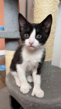 Beans -  Extra Toes Cat Hemingway Polydactyl and Tuxedo Cat for Adoption in Orlando, Florida - Beans | PetCurious