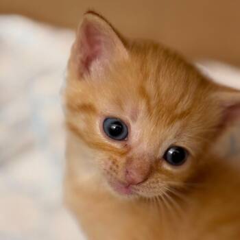 Domestic Short Hair Cats Available for Adoption in Fairfax Station, Virginia - Archibald | PetCurious