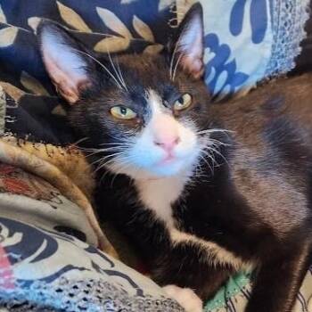 Pepper -  Domestic Short Hair Cat for Adoption in Villa Park, California - Pepper | PetCurious