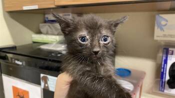 A611043 -  Domestic Medium Hair Cat Available for Adoption in Modesto, California - A611043 | PetCurious