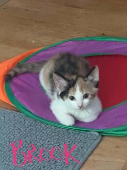 Brook -  Domestic Short Hair Cat for Adoption in Westfield, Massachusetts - Brook | PetCurious