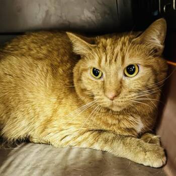 Tina -  Domestic Short Hair Cat for Adoption in Des Moines, Iowa - Tina | PetCurious
