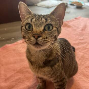 Rescue Domestic Short Hair Cats for Adoption in Toledo, Ohio - Wynonna | PetCurious