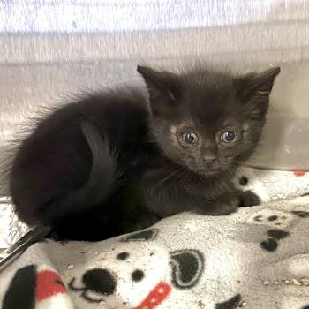 Honda* -  Domestic Short Hair Cat for Adoption in San Gabriel, California - Honda* | PetCurious