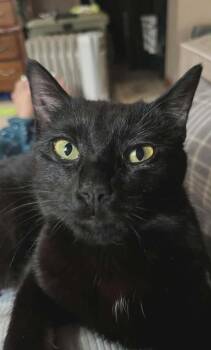 Domestic Short Hair Cats Available for Adoption - Ashling | PetCurious