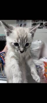 Bert -  Domestic Short Hair Cat for Adoption in Greenfield, Indiana - Bert | PetCurious