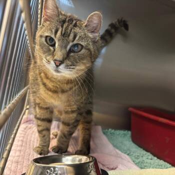 Bodega -  Domestic Short Hair Cat for Adoption in Hopewell, Virginia - Bodega | PetCurious
