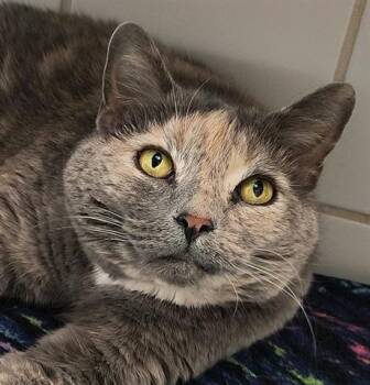 Rescue Domestic Short Hair Cats for Adoption in Canfield, Ohio - TESSA MAY | PetCurious