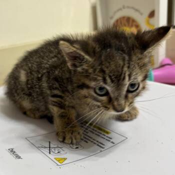 Domestic Medium Hair Cats Available for Adoption in Park Row, Texas - Smith | PetCurious