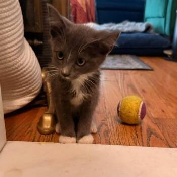 Leonardo DiCatrio -  Siamese Cat for Adoption - Leonardo DiCatrio | PetCurious