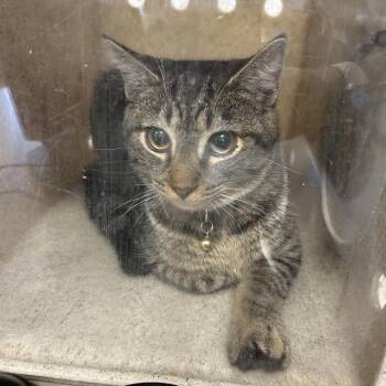 Domestic Short Hair Cats Available for Adoption in Philadelphia, Pennsylvania - Puddin | PetCurious