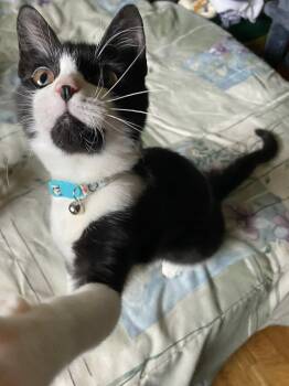 Rescue Domestic Short Hair Cats for Adoption in Sanford, North Carolina - Angus | PetCurious