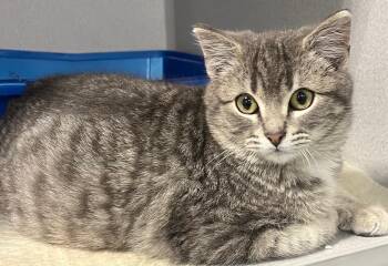 Domestic Short Hair Cats Available for Adoption - Tinky Winky | PetCurious