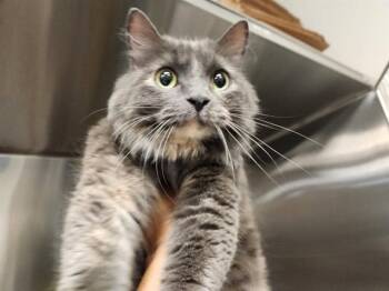 FANCY -  Domestic Medium Hair Cat for Adoption in St. Louis, Missouri - FANCY | PetCurious