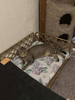 Domestic Short Hair Cats Available for Adoption in West Mifflin, Pennsylvania - Jinx | PetCurious