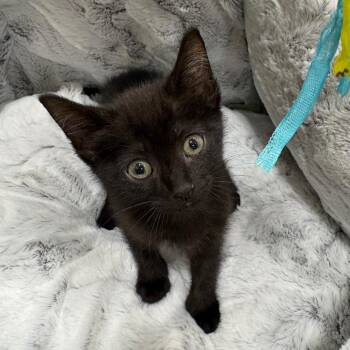 Desiree -  Domestic Short Hair Cat for Adoption in NEW PT RICHEY, Florida - Desiree | PetCurious
