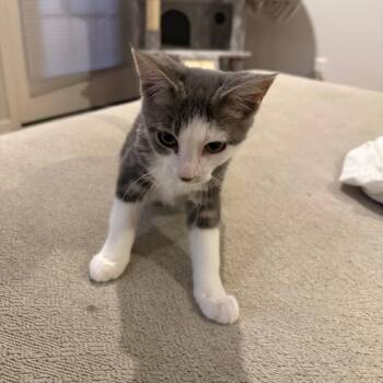 Patches -  Domestic Short Hair Cat for Adoption in Carmel, Indiana - Patches | PetCurious