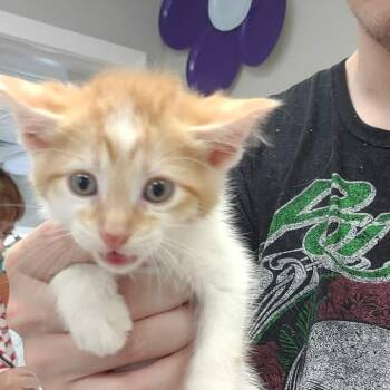 Domestic Short Hair Cats Available for Adoption in Hannibal, Missouri - Caspian | PetCurious