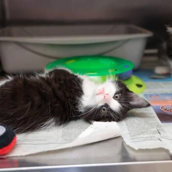 Lola -  Domestic Medium Hair Cat for Adoption in Goleta, California - Lola | PetCurious