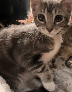 Jacob -  Domestic Short Hair and Bengal Cat for Adoption in Norco, California - Jacob | PetCurious